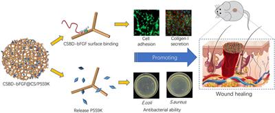 Acceleration of Healing in Full-Thickness Wound by Chitosan-Binding bFGF and Antimicrobial Peptide Modification Chitosan Membrane